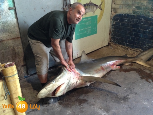 minashark328 (10).JPG